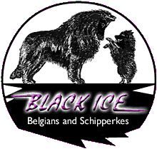 Black Ice Belgians (USA)