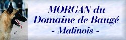 Morgan du Domaine de Bauge, Malinois